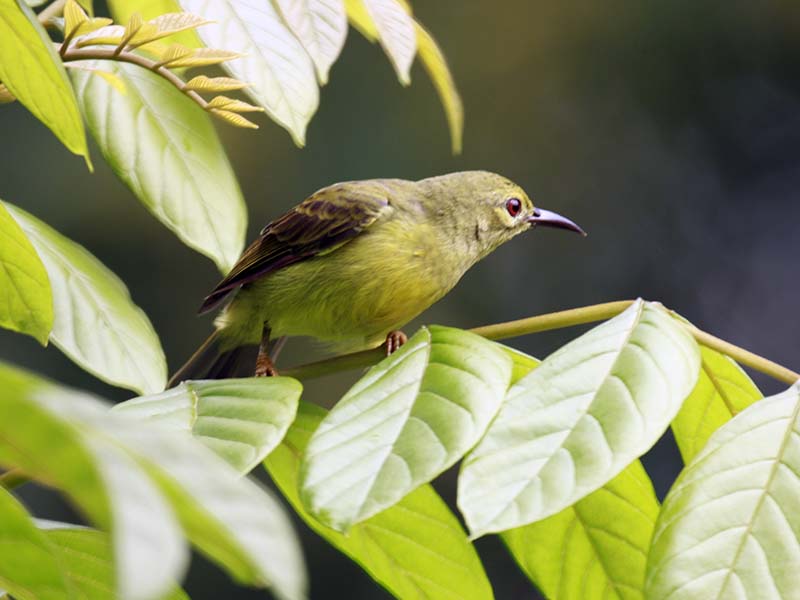 Birds of Vietnam