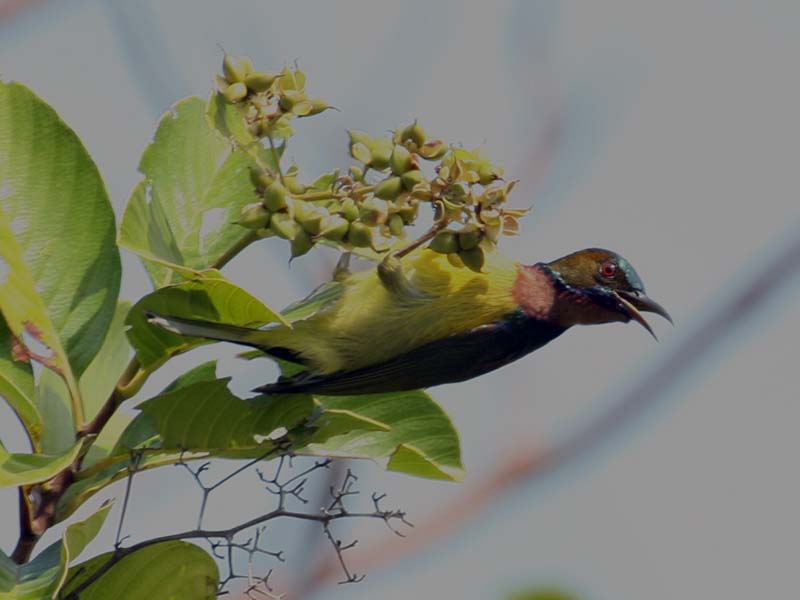 Birds of Vietnam