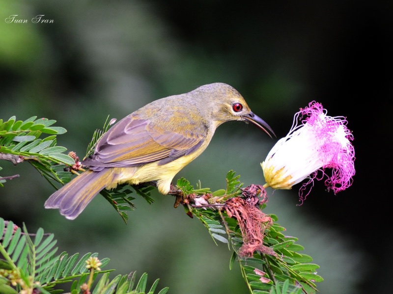 Birds of Vietnam