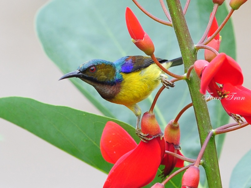 Birds of Vietnam