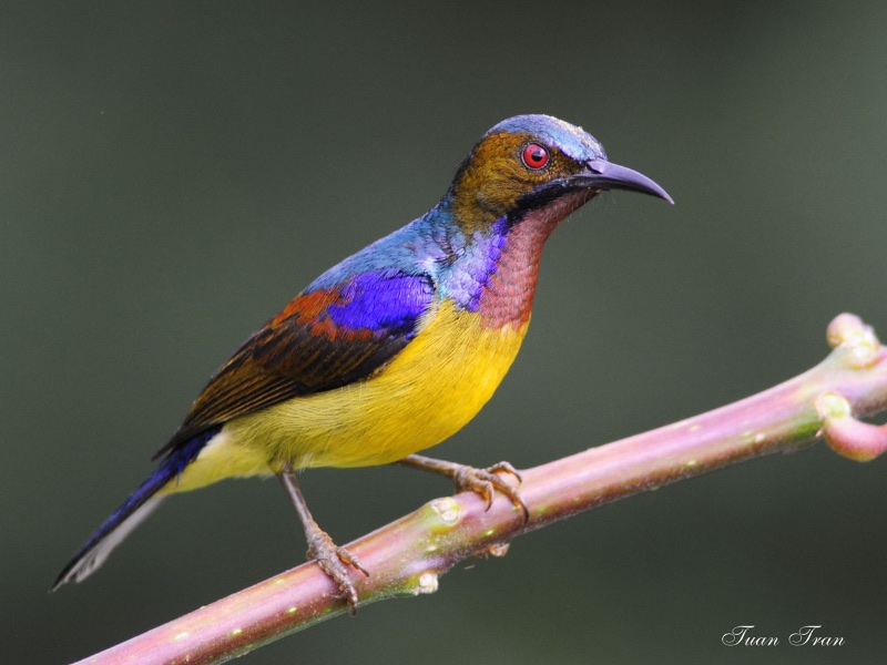 Birds of Vietnam