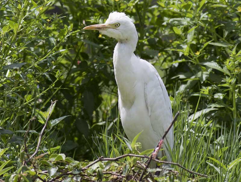 Birds of Vietnam