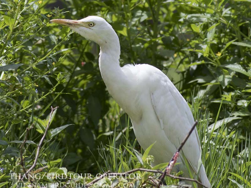 Birds of Vietnam