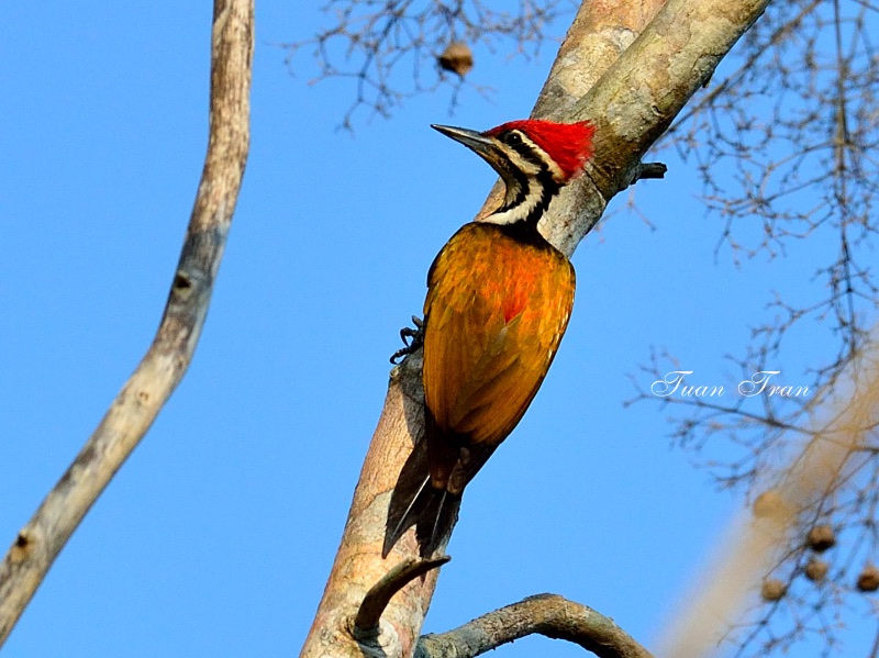 Birds of Vietnam