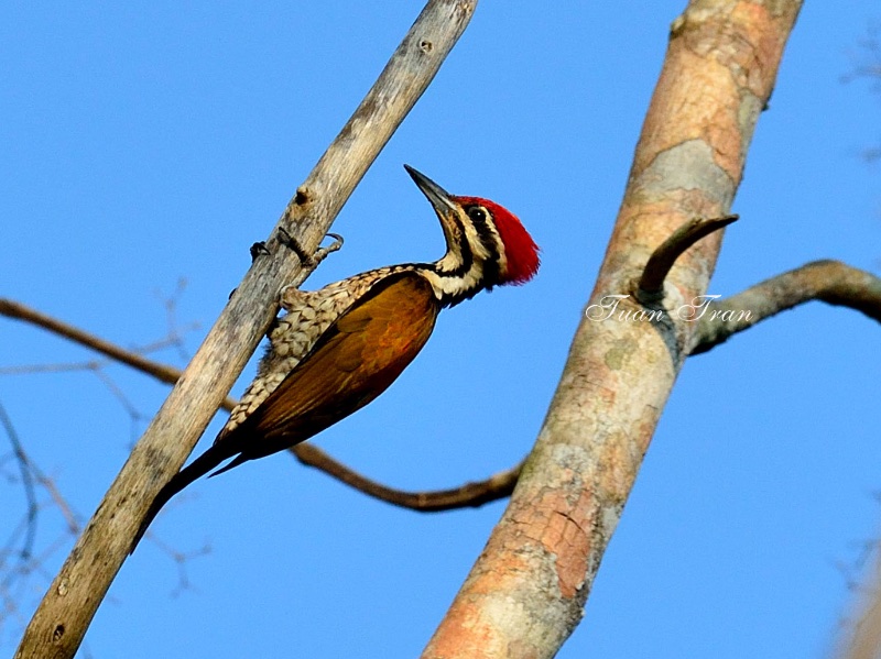 Birds of Vietnam