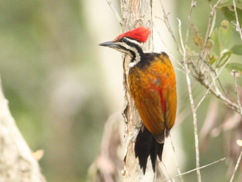Birds of Vietnam