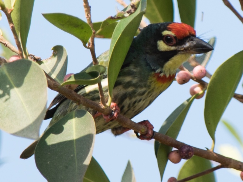 Birds of Vietnam