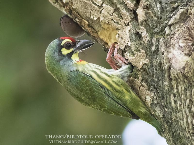 Birds of Vietnam