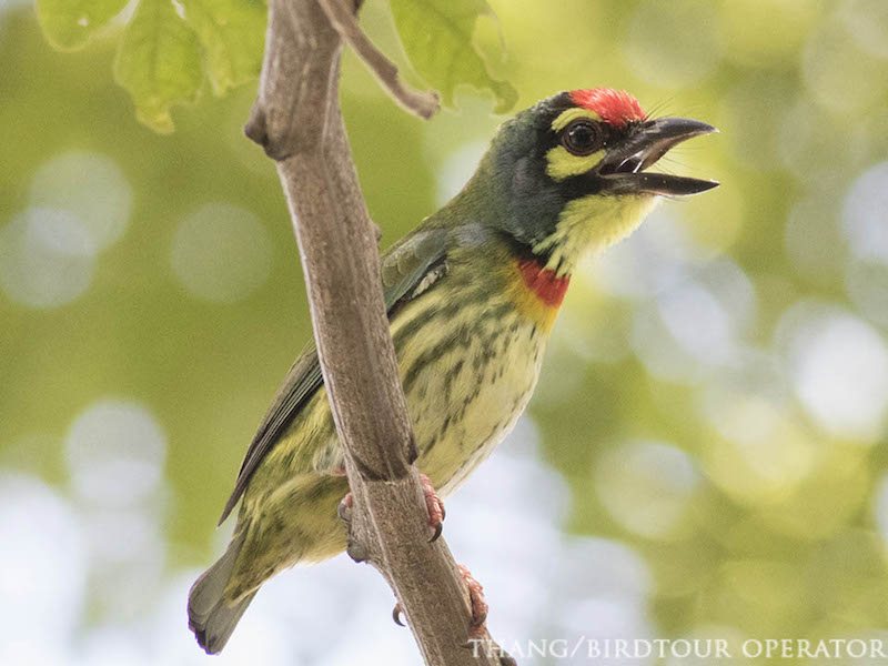 Birds of Vietnam