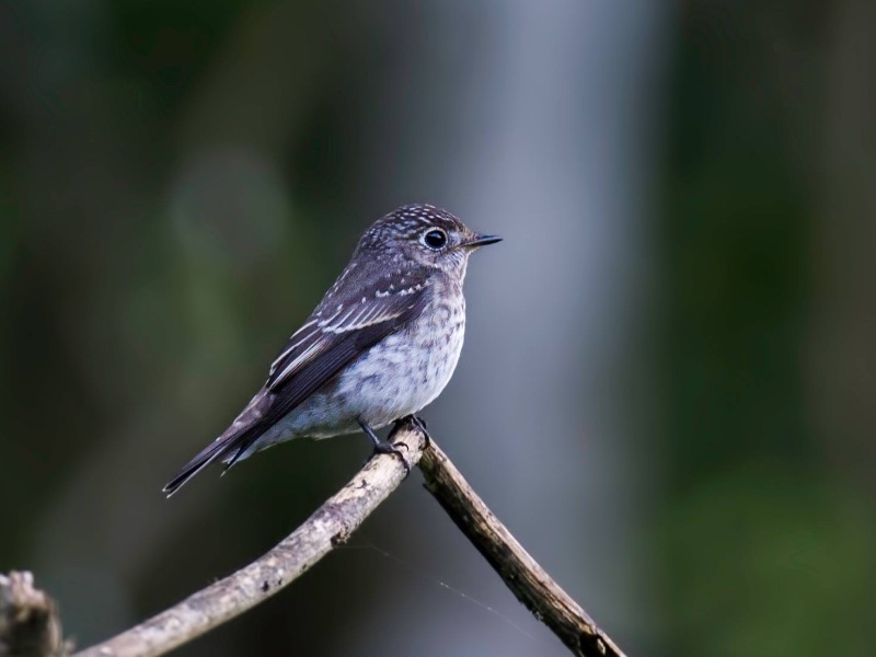 Birds of Vietnam