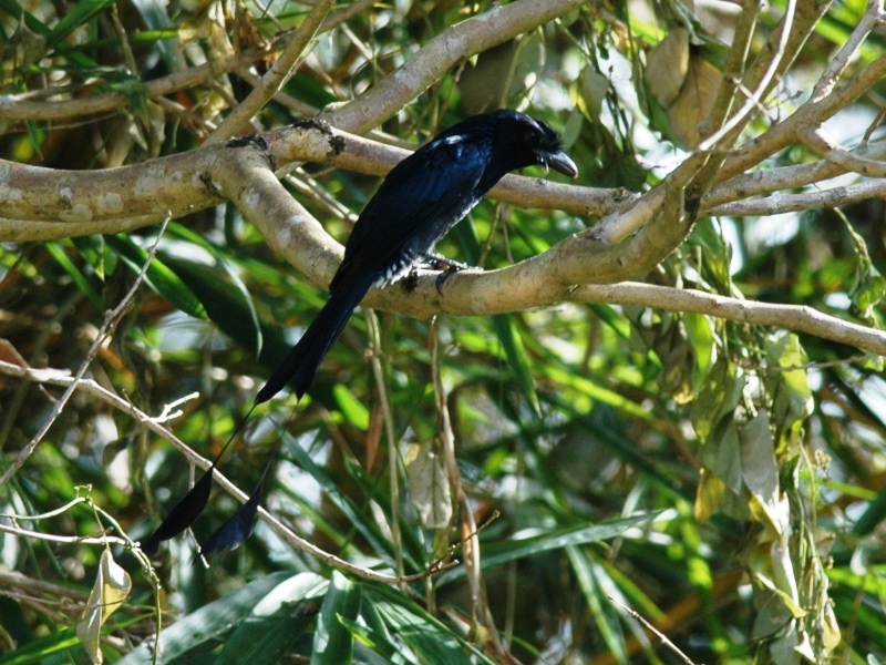 Birds of Vietnam