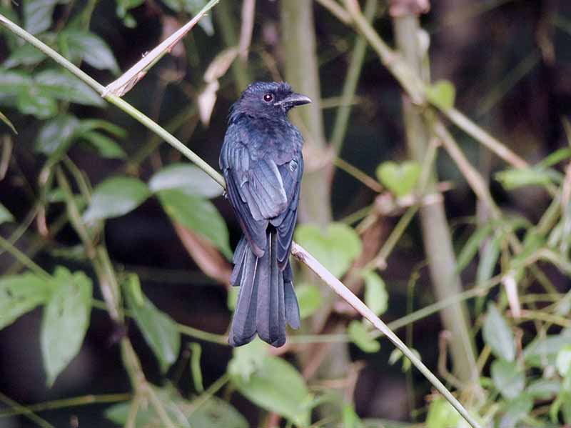 Birds of Vietnam