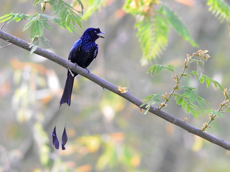 Birds of Vietnam