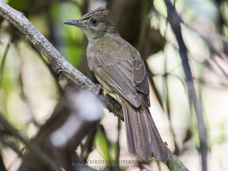 Birds of Vietnam