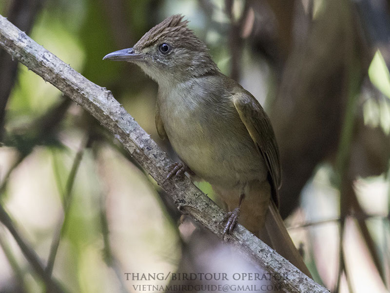 Birds of Vietnam