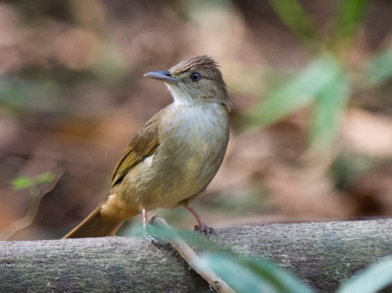 Birds of Vietnam