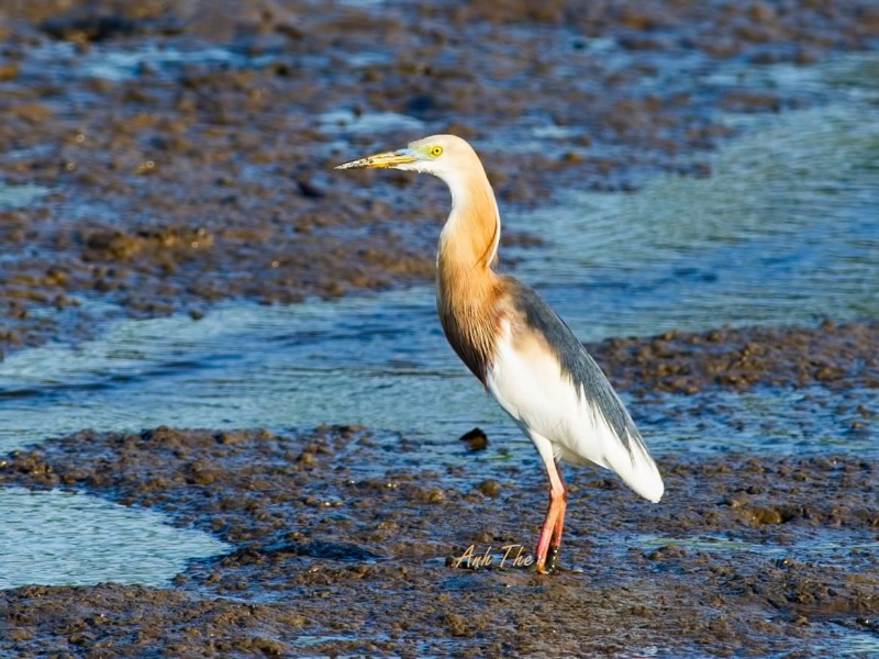 Birds of Vietnam