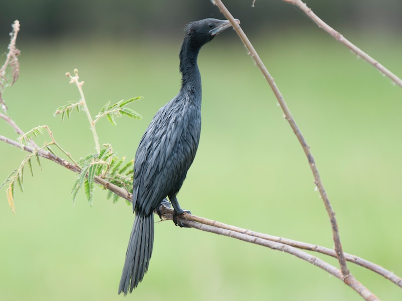 Birds of Vietnam