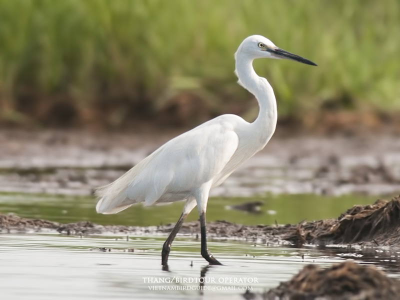 Birds of Vietnam