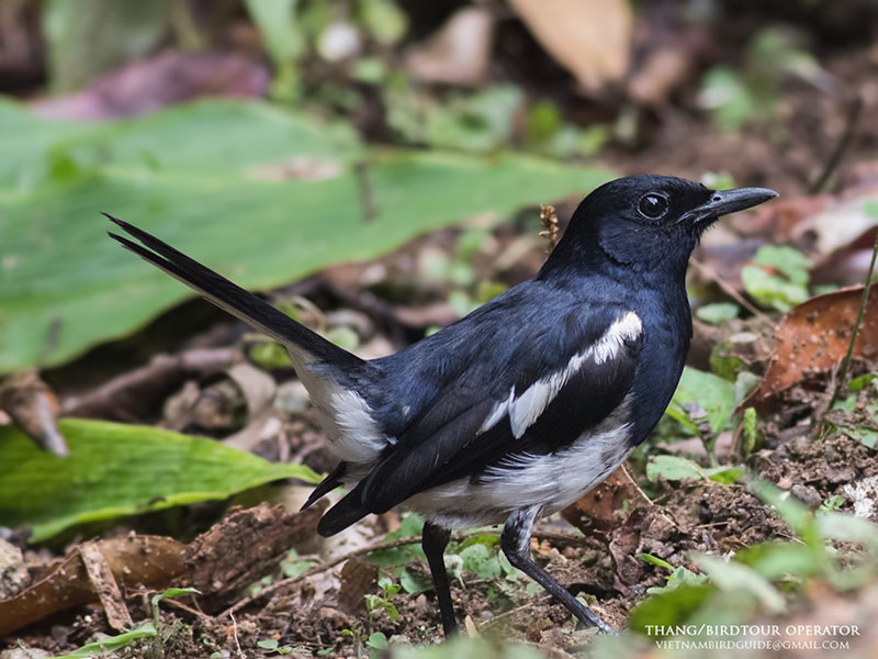 Birds of Vietnam