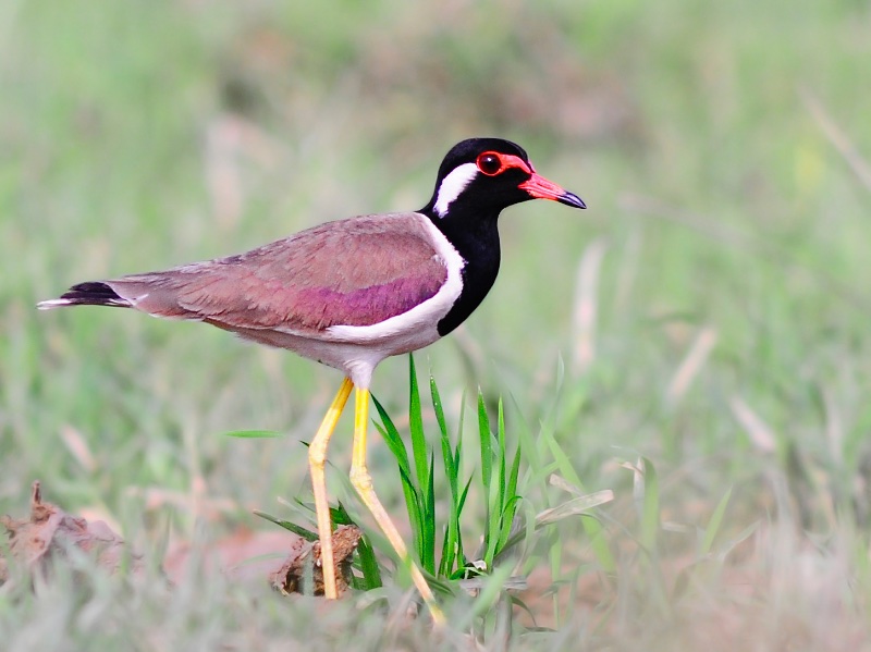 Birds of Vietnam