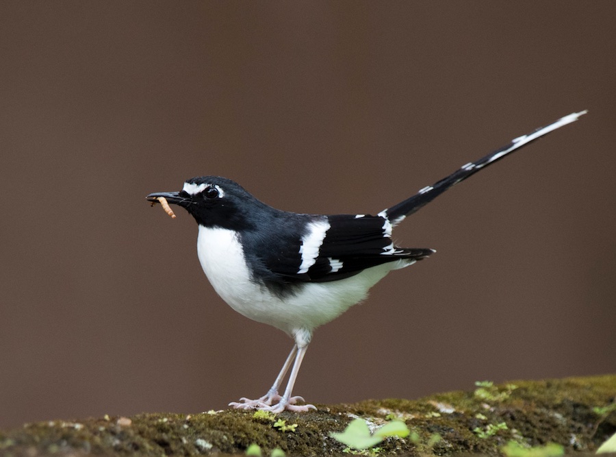 Birds of Vietnam