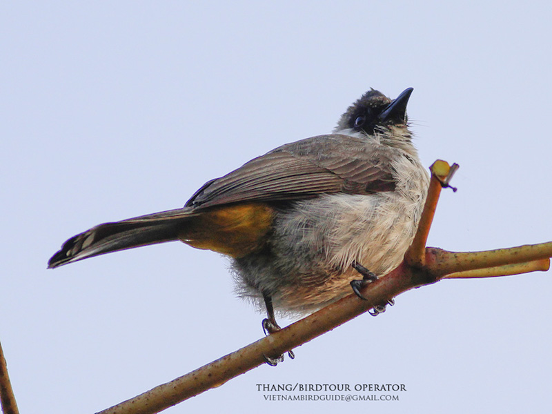 Birds of Vietnam