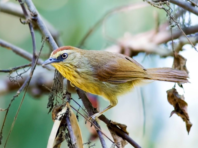 Birds of Vietnam