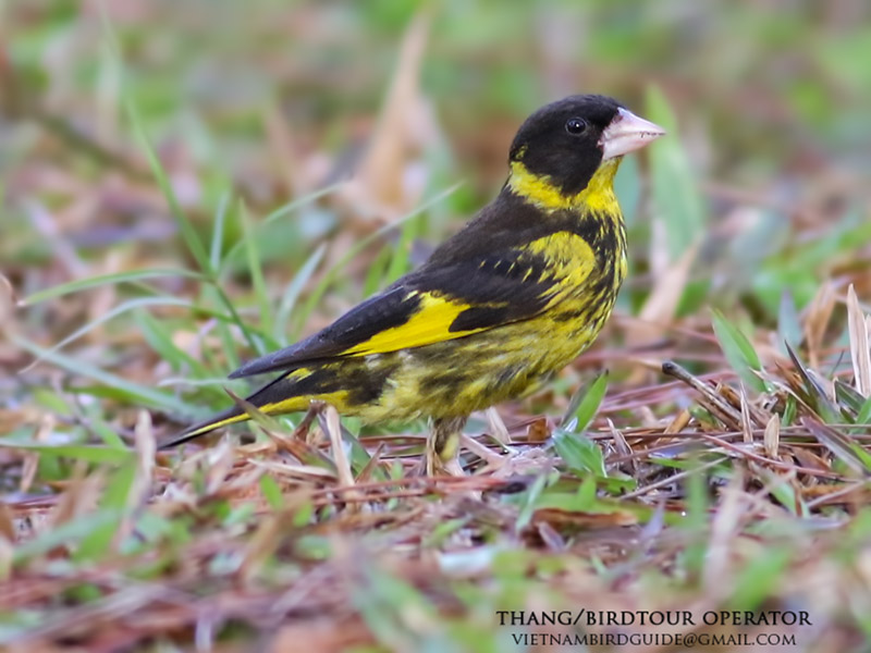 Birds of Vietnam