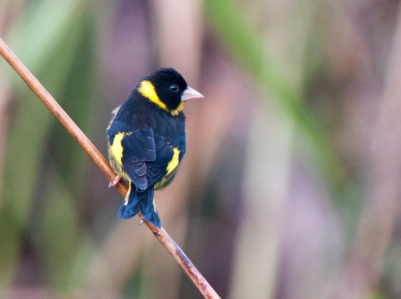 Birds of Vietnam