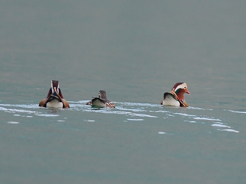 Birds of Vietnam