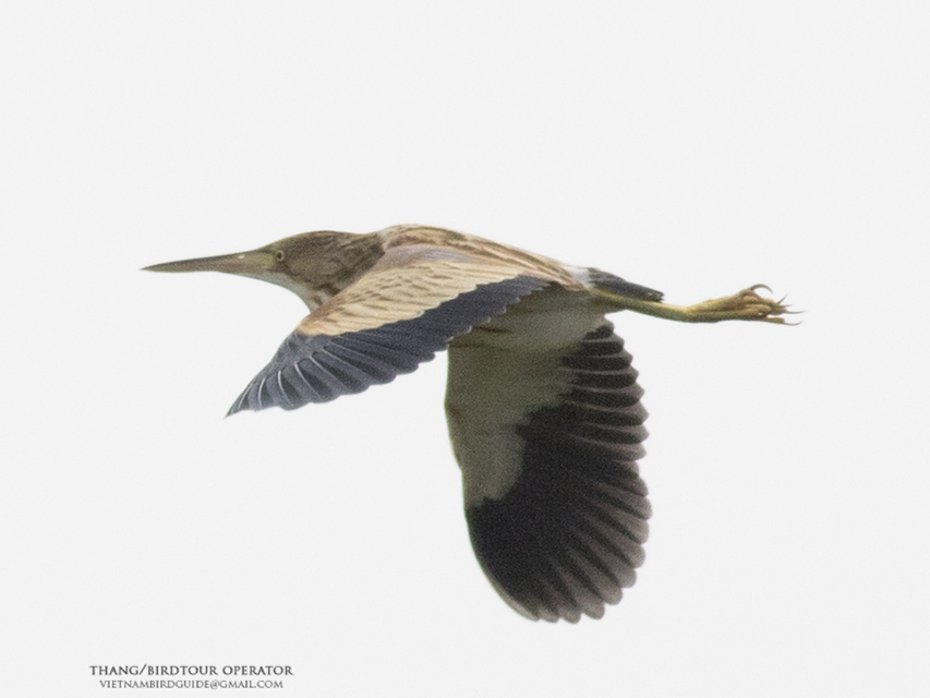 Birds of Vietnam