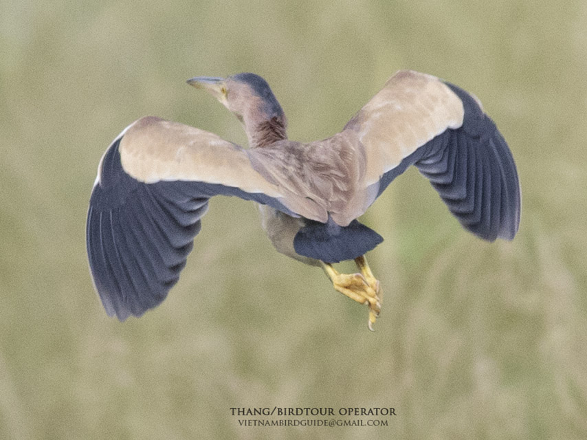 Birds of Vietnam