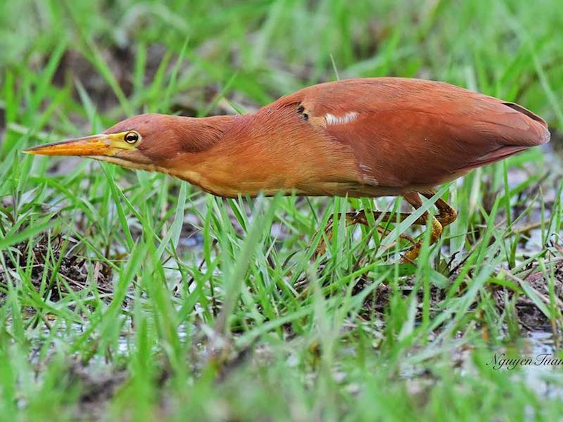 Birds of Vietnam