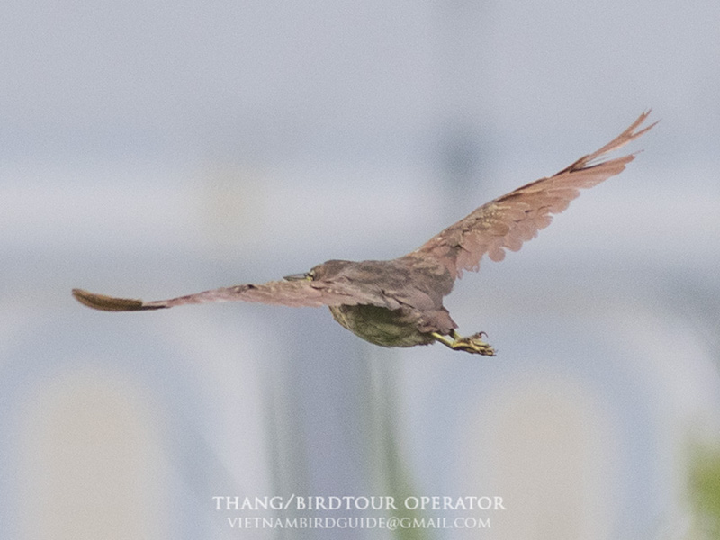 Birds of Vietnam