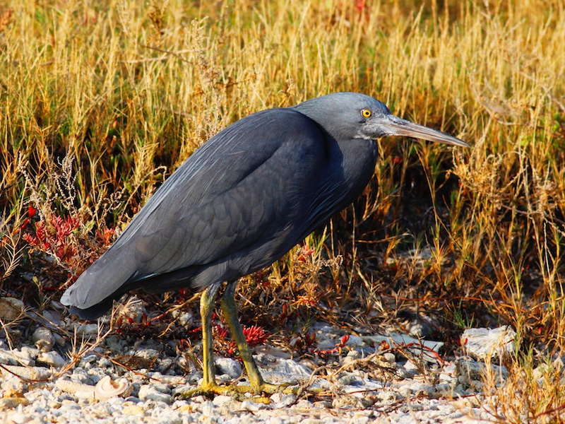 Birds of Vietnam