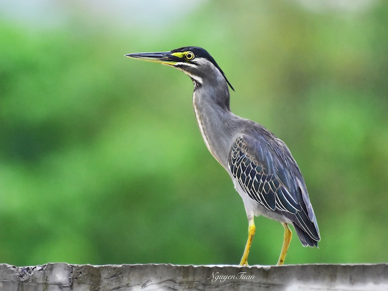 Birds of Vietnam