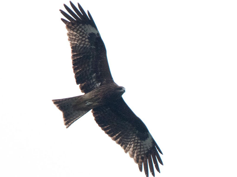 Birds of Vietnam