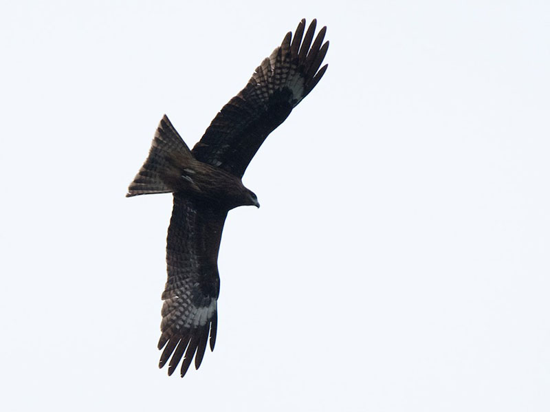 Birds of Vietnam