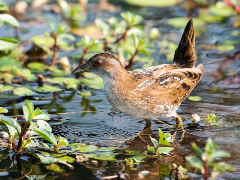 Birds of Vietnam