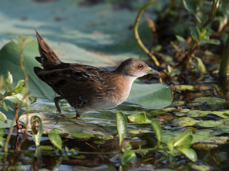 Birds of Vietnam