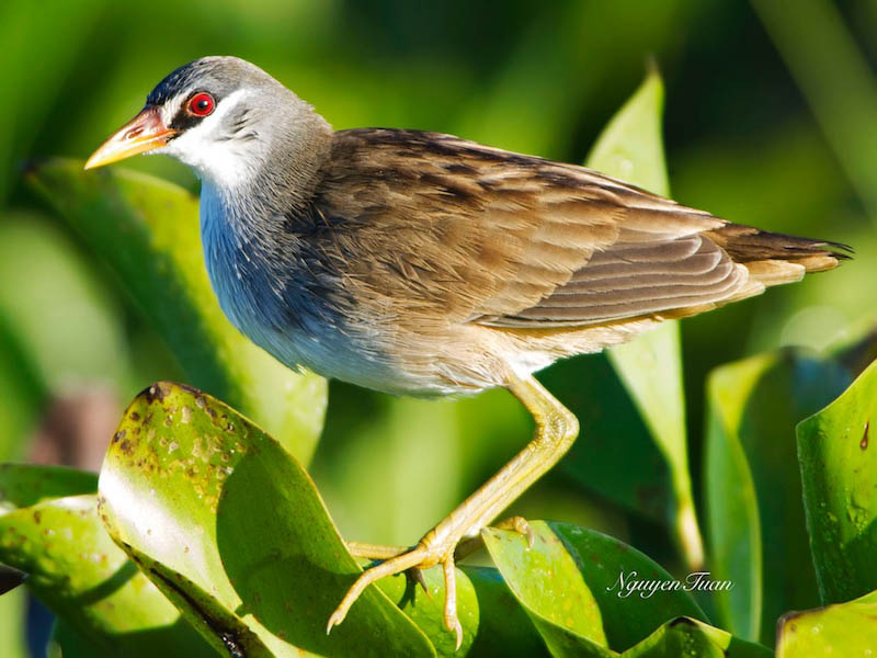 Birds of Vietnam