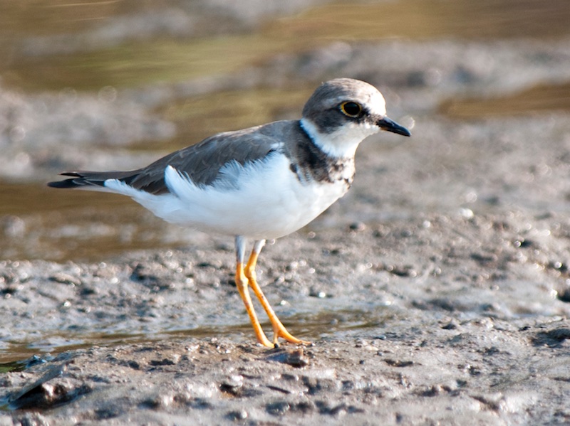 Birds of Vietnam