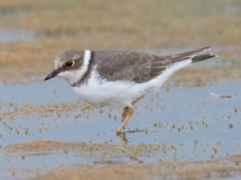 Birds of Vietnam
