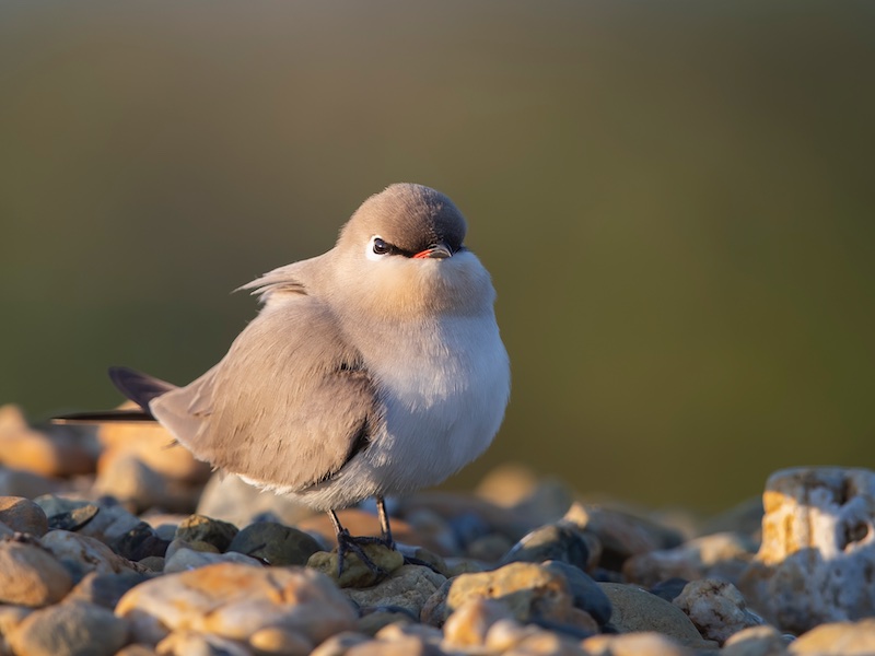 Birds of Vietnam