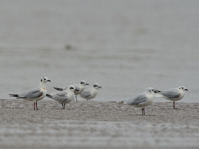 Birds of Vietnam