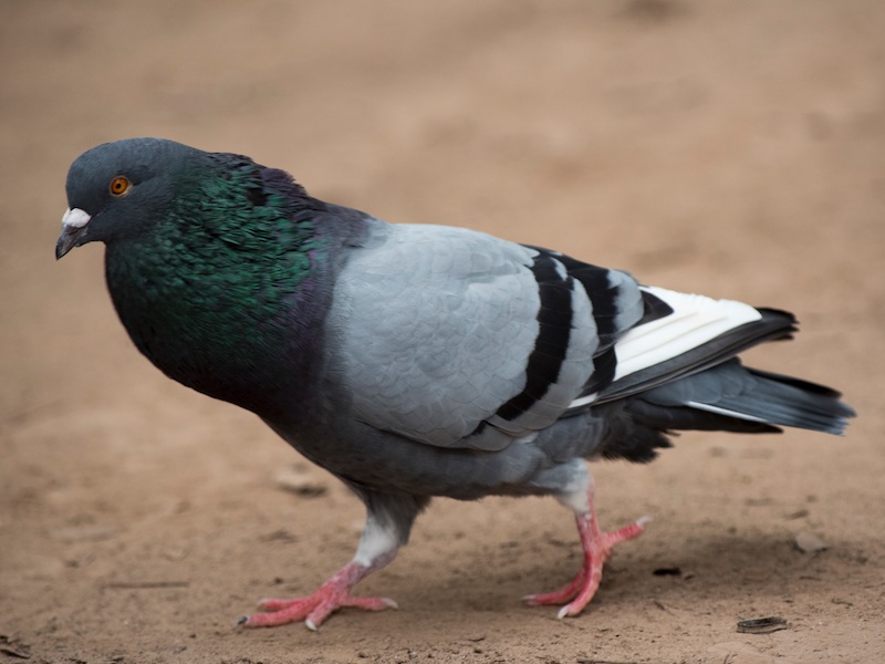 Birds of Vietnam