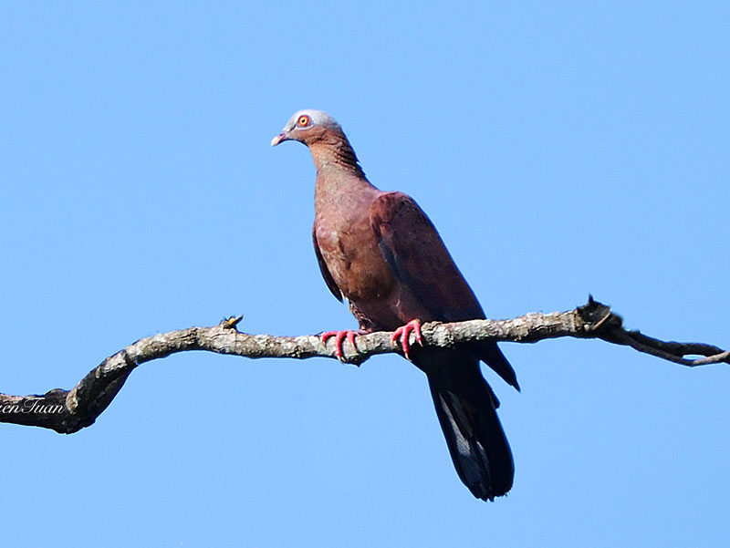 Birds of Vietnam