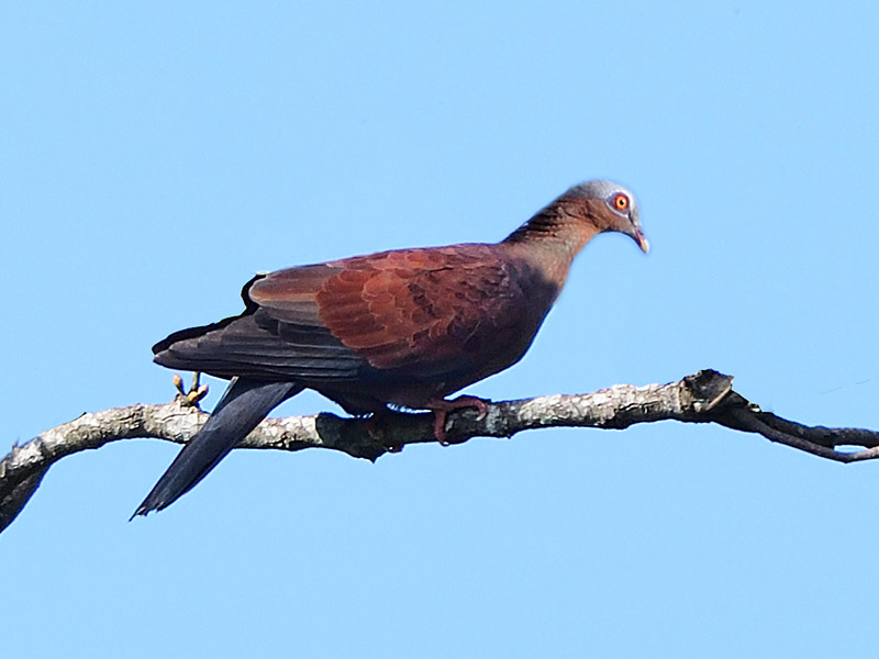 Birds of Vietnam