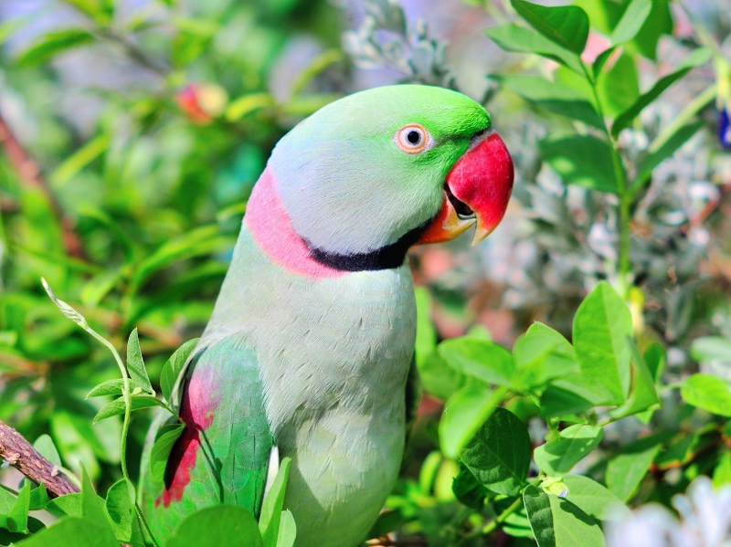 Birds of Vietnam